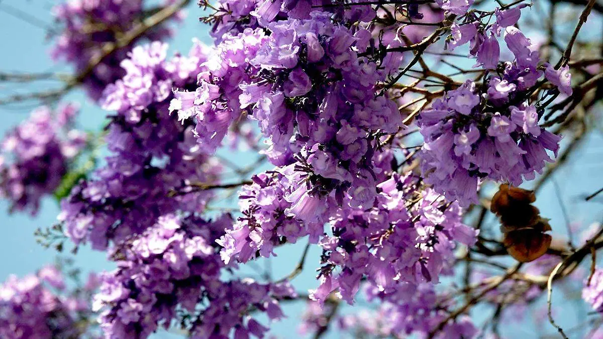 Flores de jacaranda